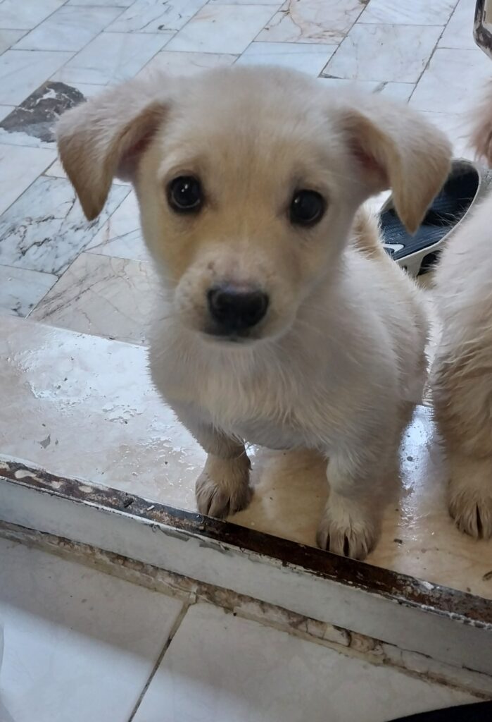 توله سه ماهه