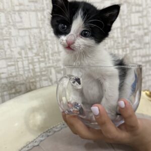 واگذاری گربه دی ای اچ یک ماهه