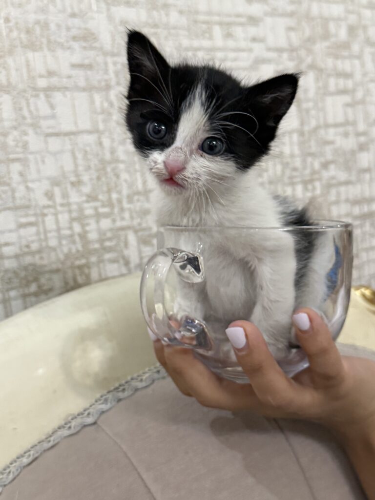 واگذاری گربه دی ای اچ یک ماهه