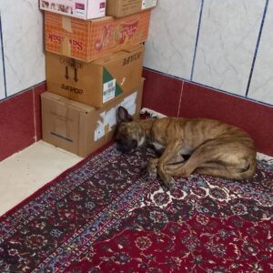 سگ گمشده در میناب