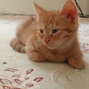 میکس پرشین و dsh