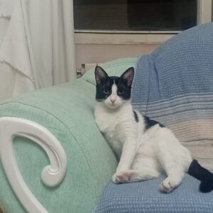 واگذاری دو گربه dsh