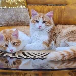 واگذاری گربه DLH
