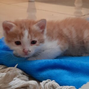 دو تا بچه گربه نر ۳۵ روزه