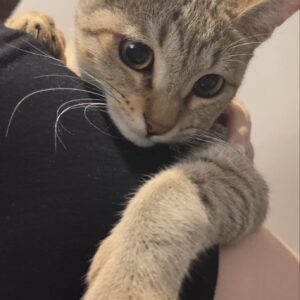 لاکی عسل و مهربون