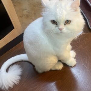 گربه پرشین