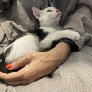 واگذاری گربه 3 ماهه نر