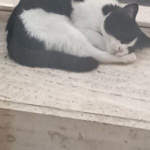 واگزاری بچه گربه