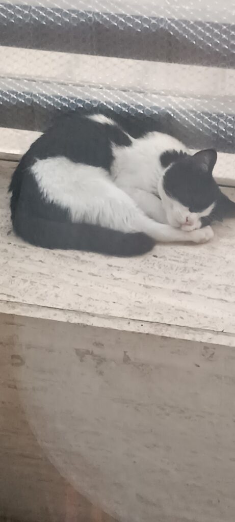 واگزاری بچه گربه
