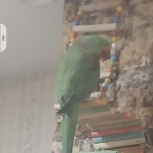 شاه طوطی به اسم فندوق