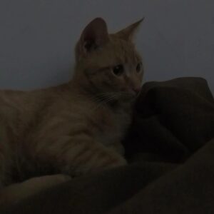 واگذار گربه Dsh