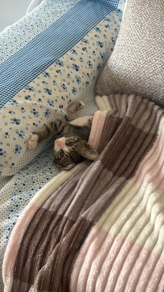 واگذاری فرشته زیبا