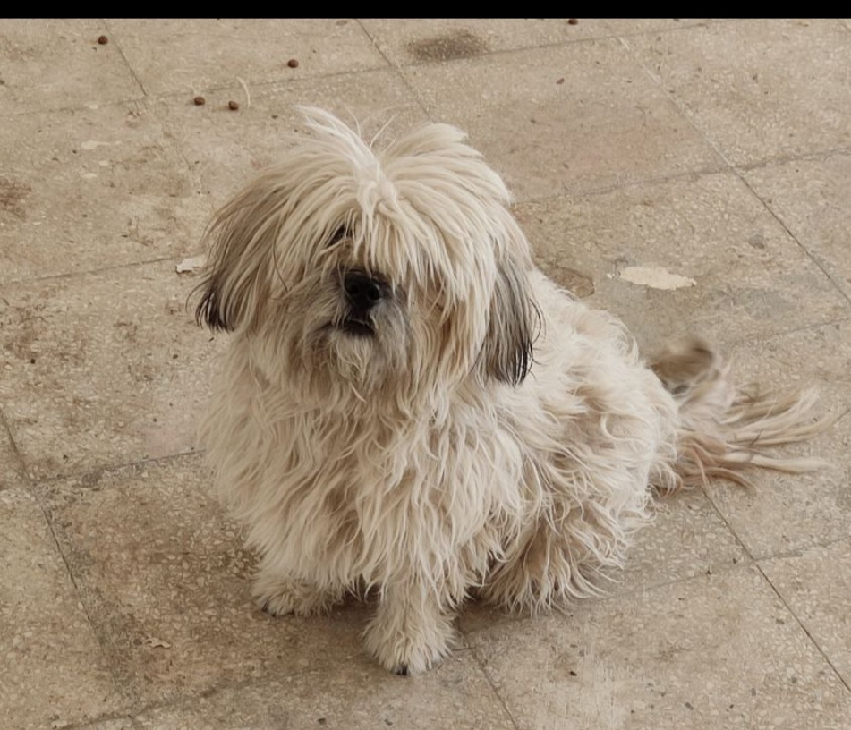 پاپی شیتزو میکس