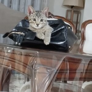 واگذاری بچه گربه به همراه مادر