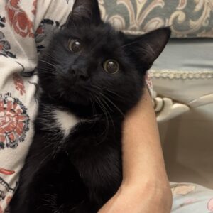 زیبای مهربون