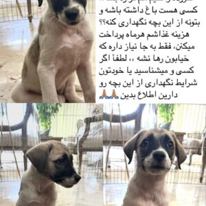 واگذاری توله بومی