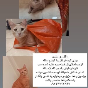 واگذاری گربه رشت