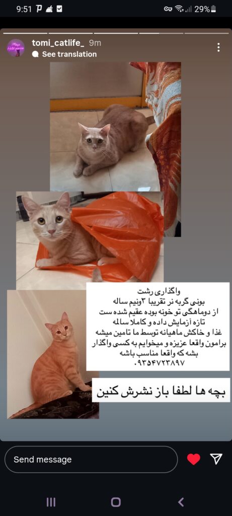 واگذاری گربه رشت