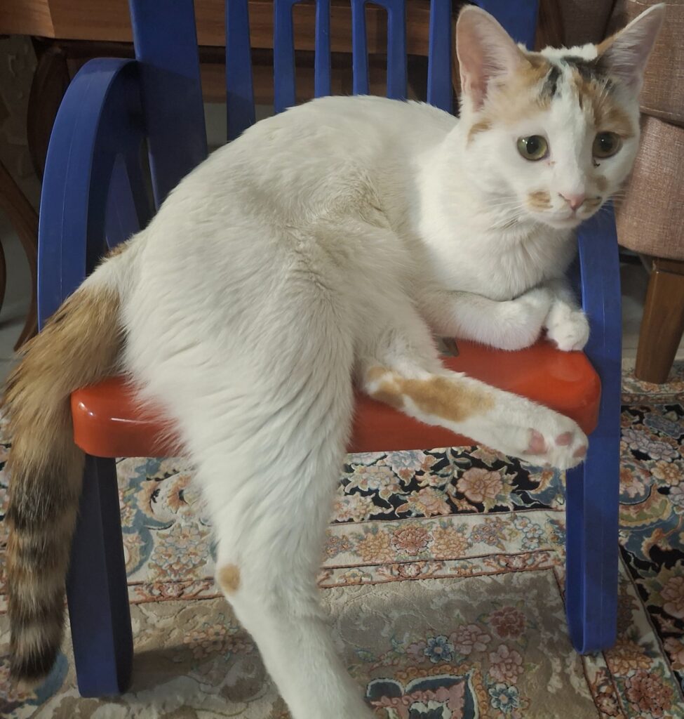 گربه ام گمشده