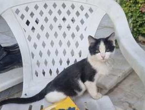 گربه سه ماهه