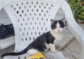 گربه سه ماهه