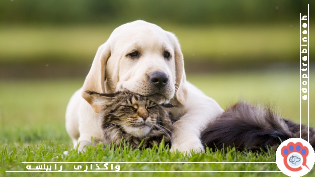 حیوان خانگی گمشده