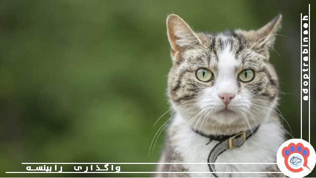 حیوان گمشده