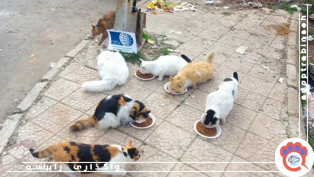 نکات بهداشتی غذارسانی 