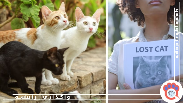 هنگام گم شدن حیوان خانگی باید چه کارهایی انجام دهیم؟
