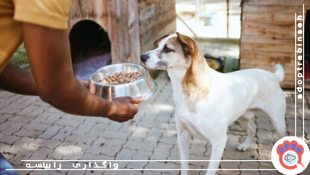غذارسانی به حیوانات بی سرپرست