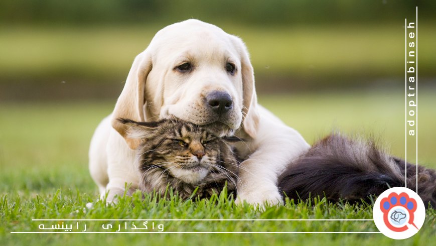 هنگام گم شدن حیوان خانگی باید چه کارهایی انجام دهیم؟