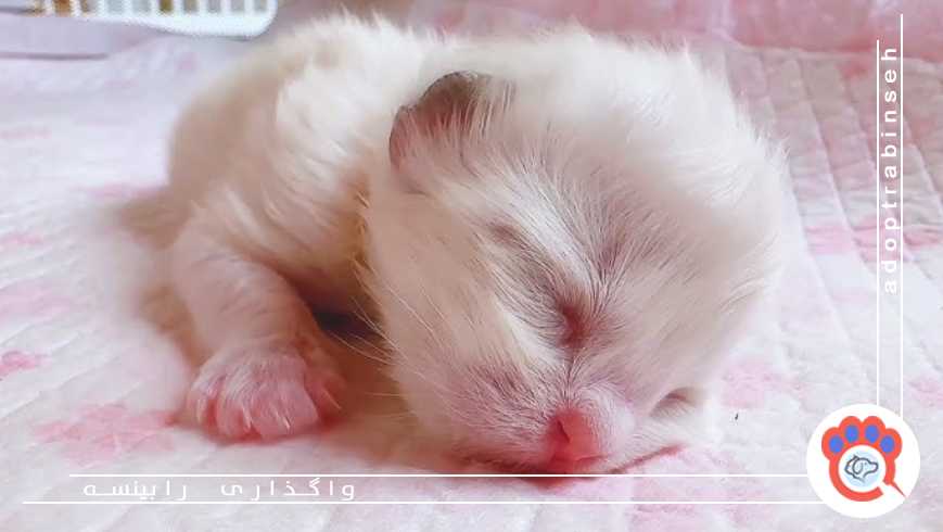 اگر یک بچه گربه بدون مادر پیدا کردیم چیکار کنیم؟ 🐾