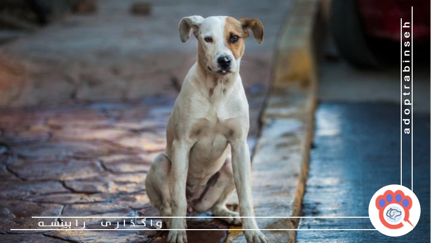 حیوان خانگی گمشده