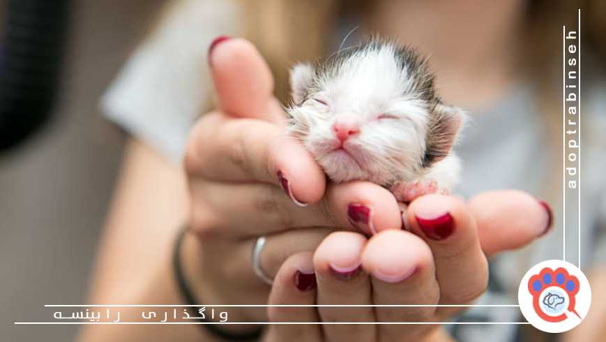 بچه گربه بدون مادر