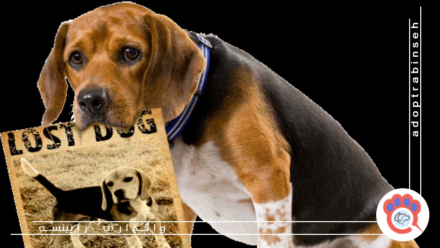 حیوان گمشده