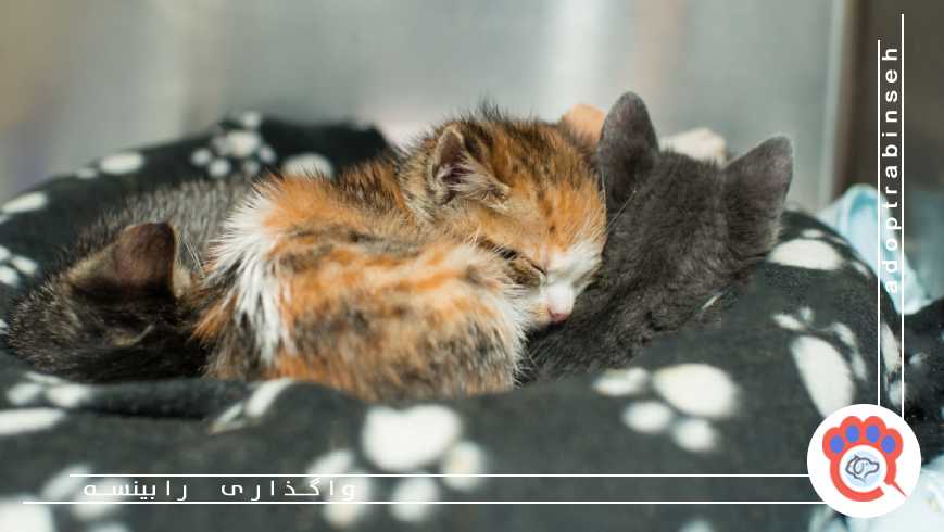 مراقبت‌های بهداشتی و دامپزشکی بچه گربه بدون مادر
