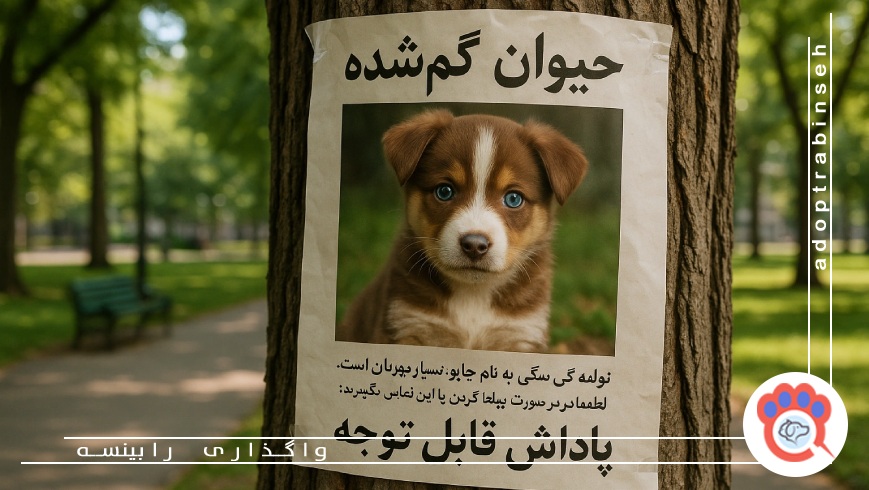 هنگام گم شدن حیوان خانگی باید چه کارهایی انجام دهیم؟