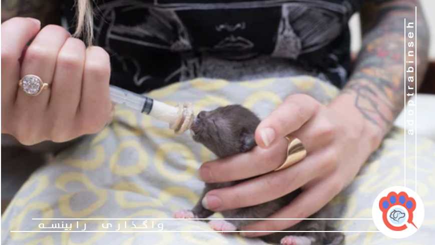 بچه گربه