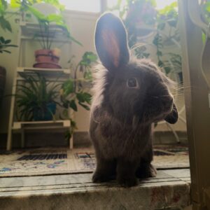 خرگوش خانگی نجات یافته از روباه