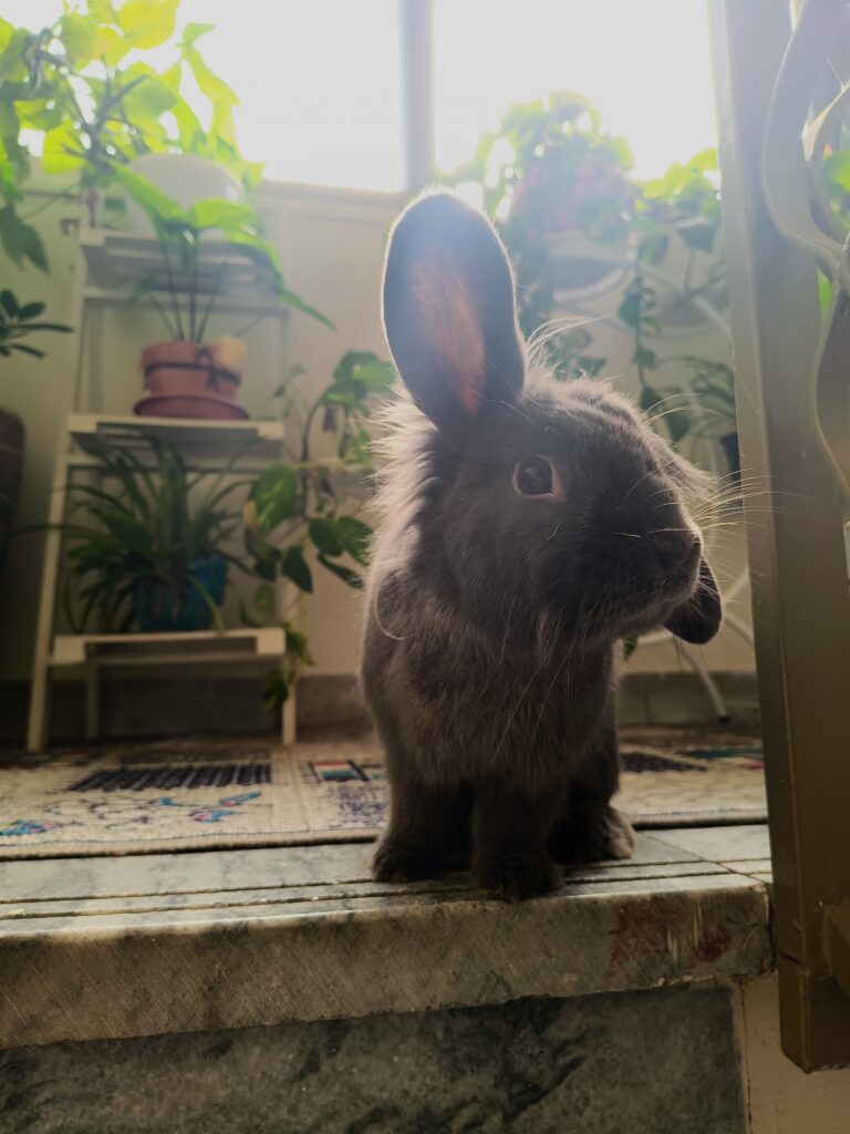 خرگوش خانگی نجات یافته از روباه