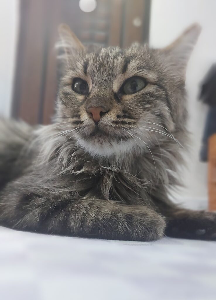 واگذاری گربه