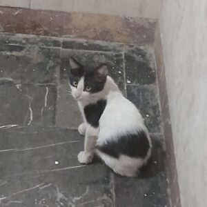 بچه گربه های خوابگاه