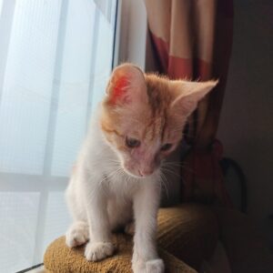 واگذاری گربه ۵ ماهه DSH