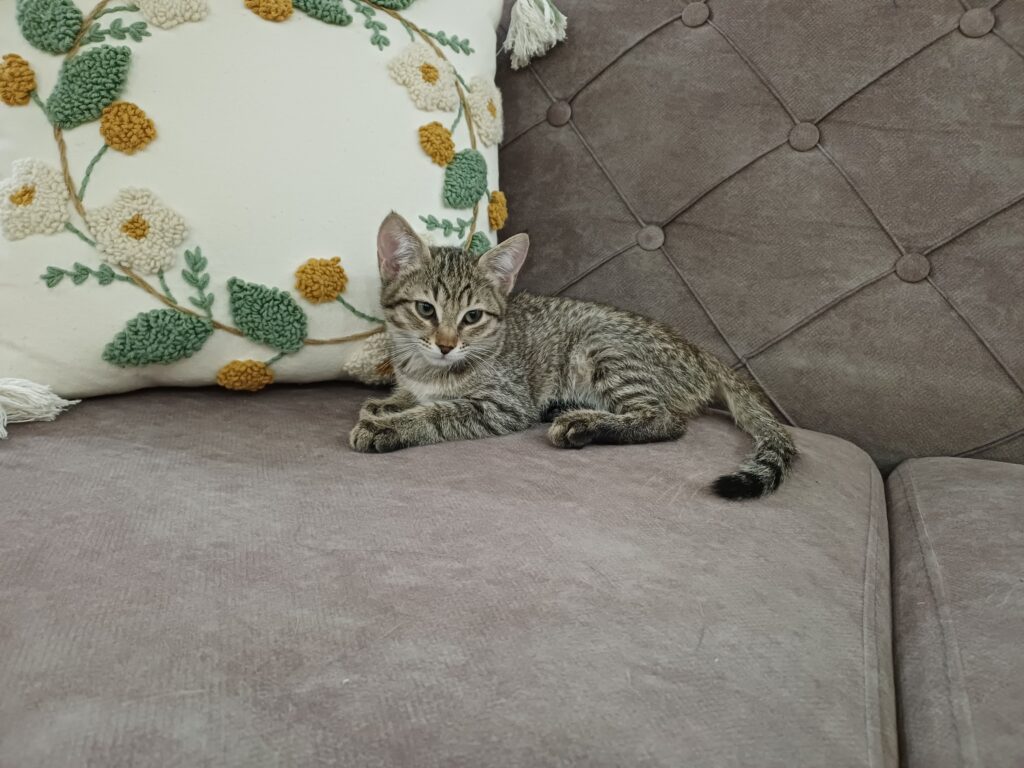 بچه گربه ی دوماهه