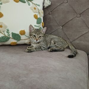 بچه گربه ی دوماهه