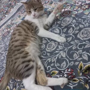 آقا میلو ۵ ماهه