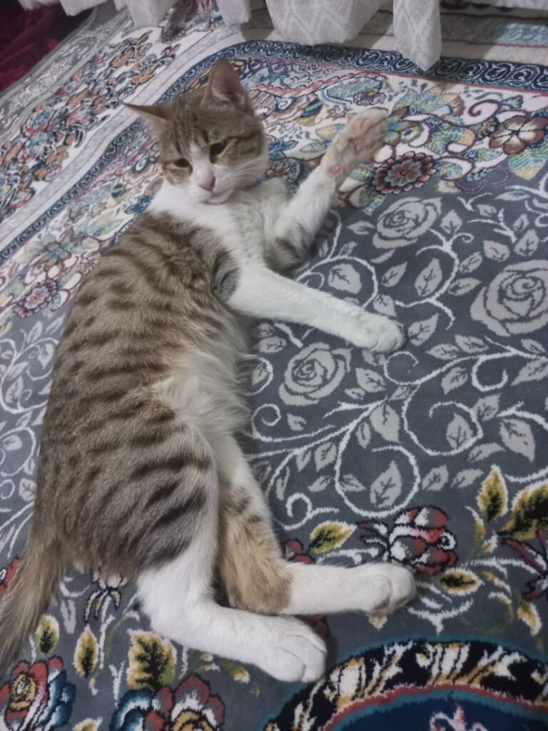 آقا میلو ۵ ماهه