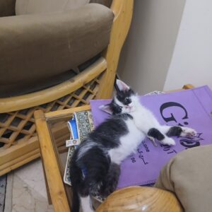 گربه ی دی اچ اس