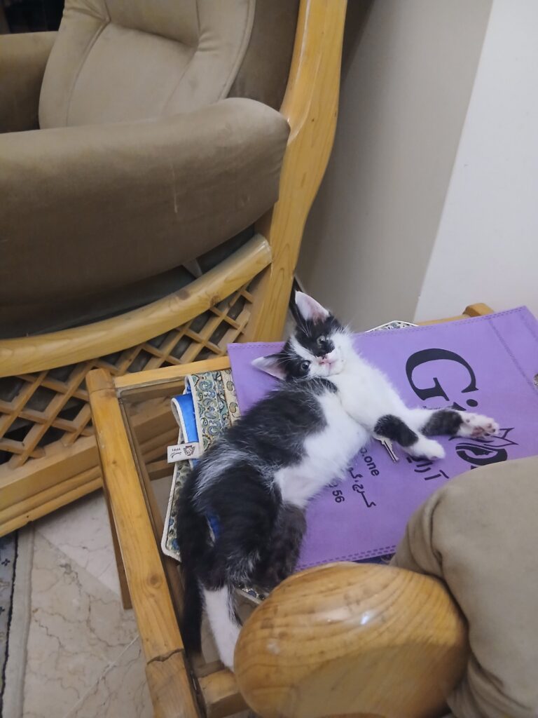 گربه ی دی اچ اس