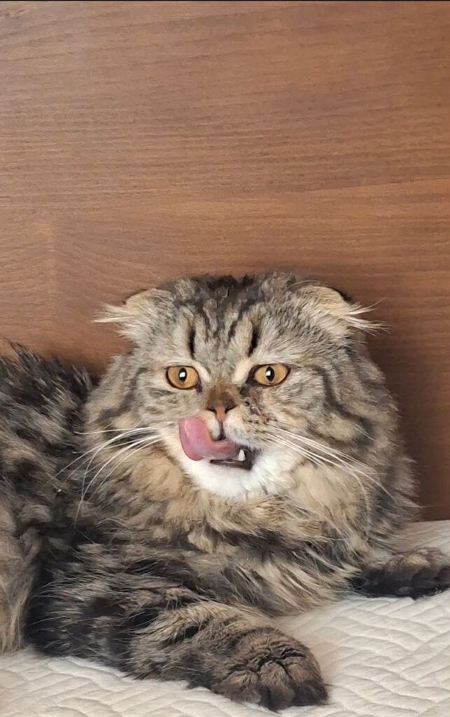 میکس اسکاتیش و پرشین